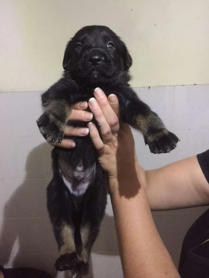Cachorro ra a Mestiços idade Abaixo de 2 meses nome Filhotes