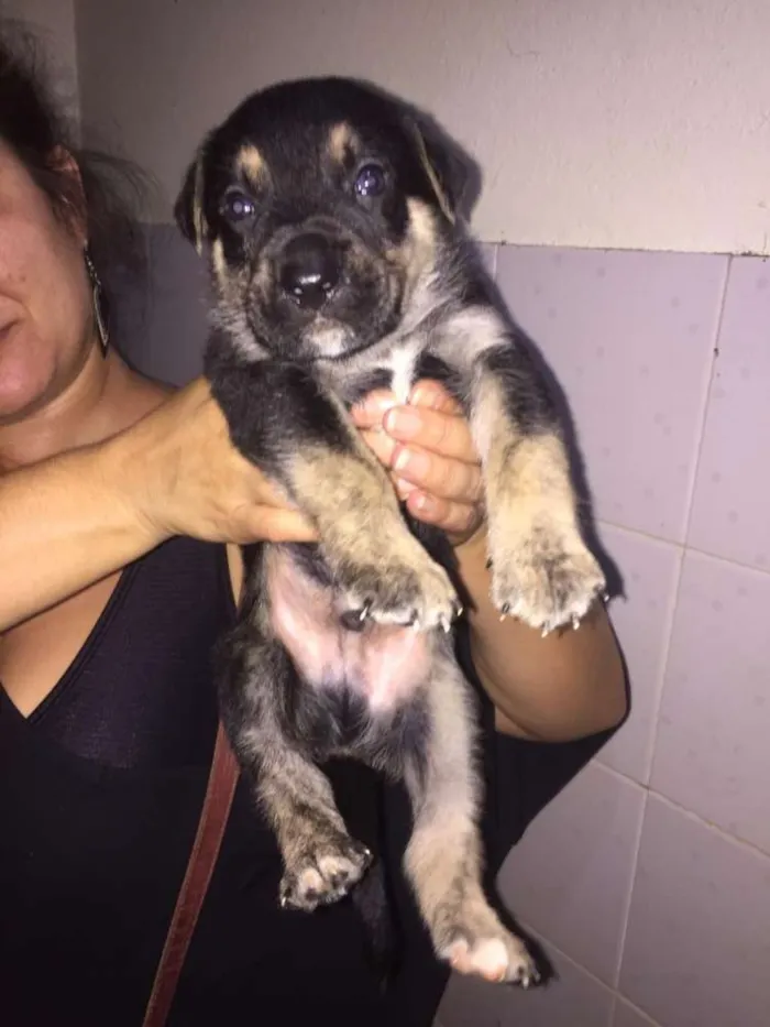 Cachorro ra a Mestiços idade Abaixo de 2 meses nome Filhotes