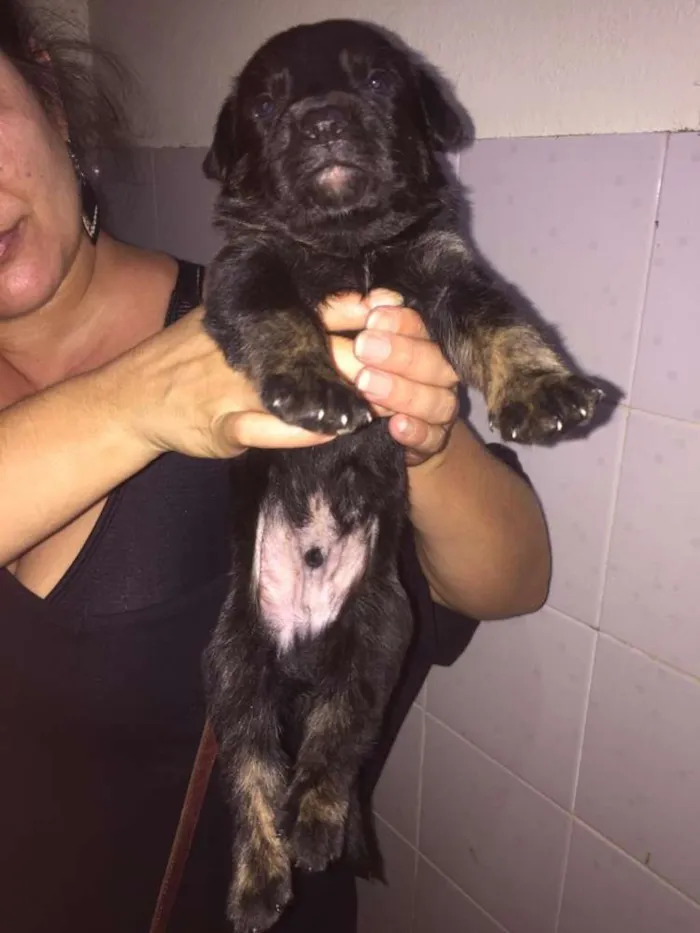 Cachorro ra a Mestiços idade Abaixo de 2 meses nome Filhotes