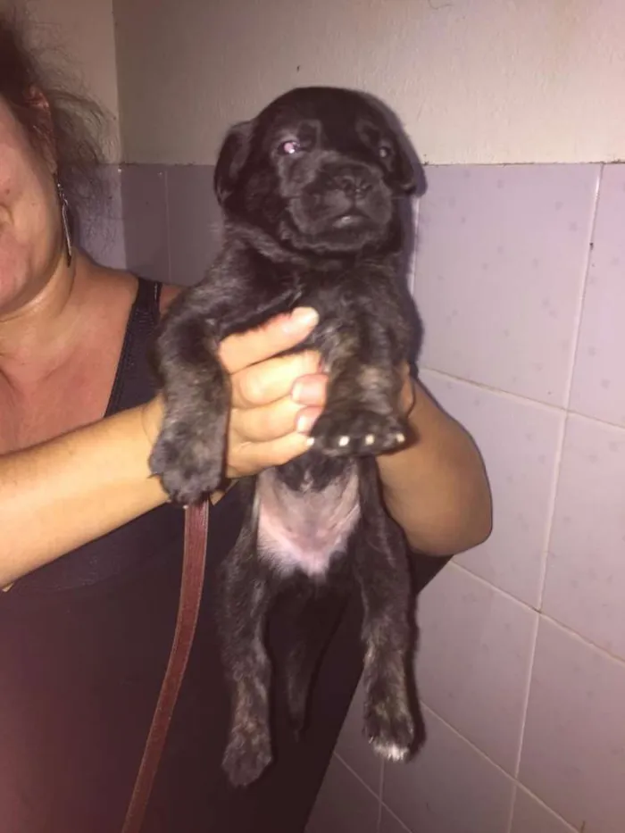 Cachorro ra a Mestiços idade Abaixo de 2 meses nome Filhotes