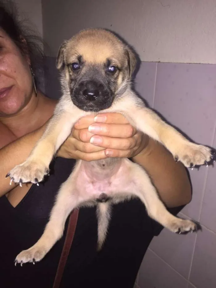 Cachorro ra a Mestiços idade Abaixo de 2 meses nome Filhotes