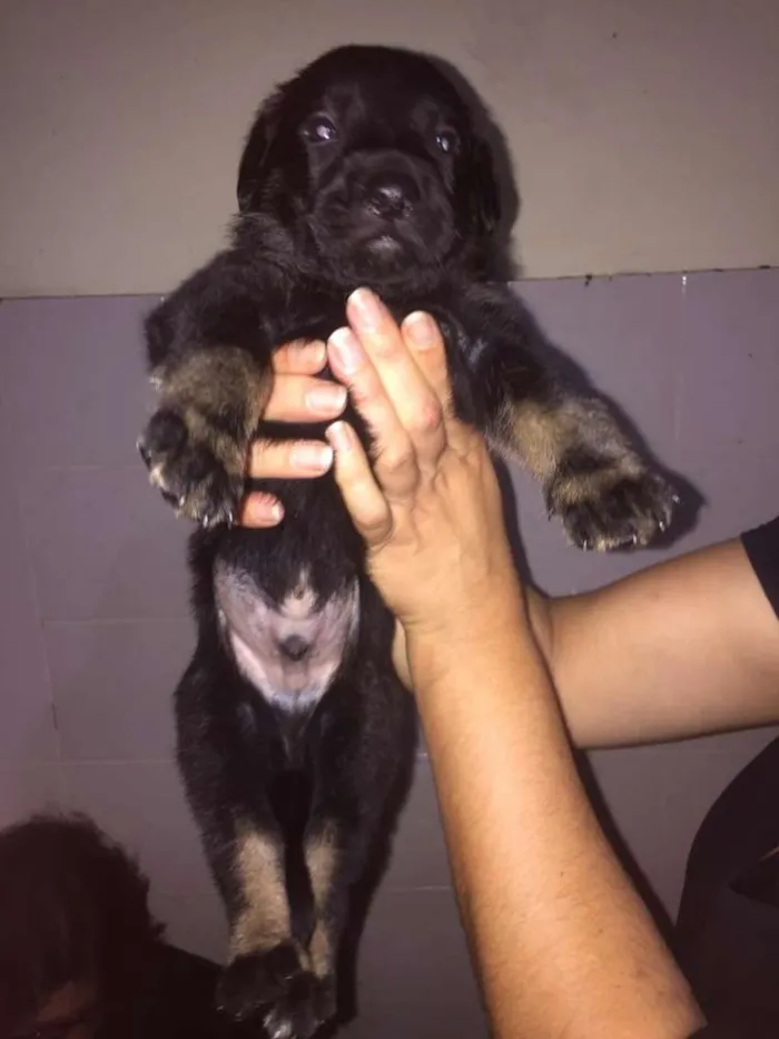 Cachorro ra a Mestiços idade Abaixo de 2 meses nome Filhotes