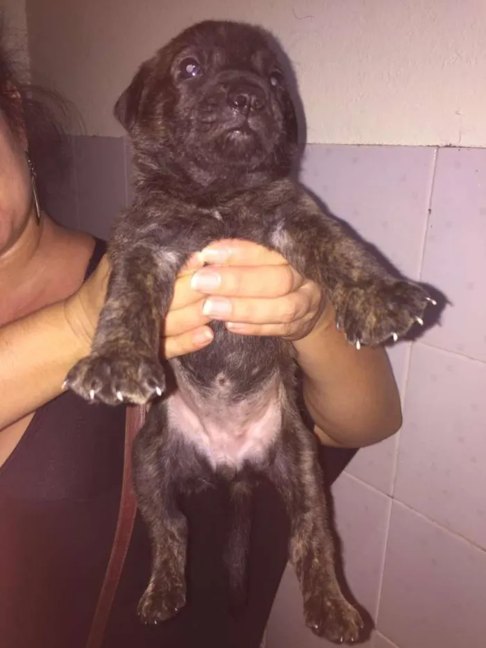Cachorro ra a Mestiços idade Abaixo de 2 meses nome Filhotes
