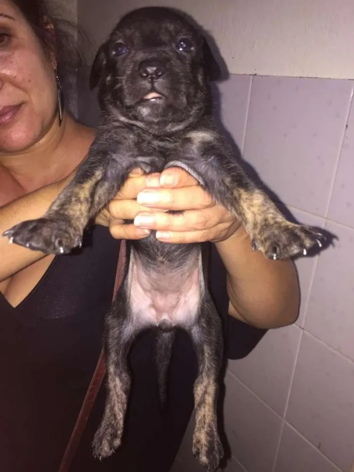 Cachorro ra a Mestiços idade Abaixo de 2 meses nome Filhotes