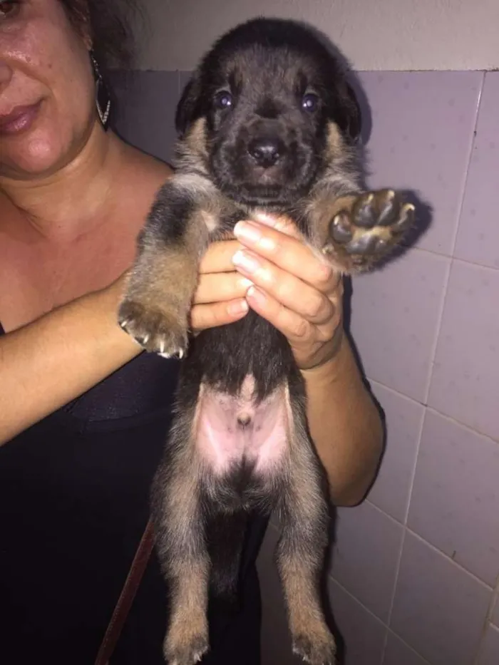 Cachorro ra a Mestiços idade Abaixo de 2 meses nome Filhotes