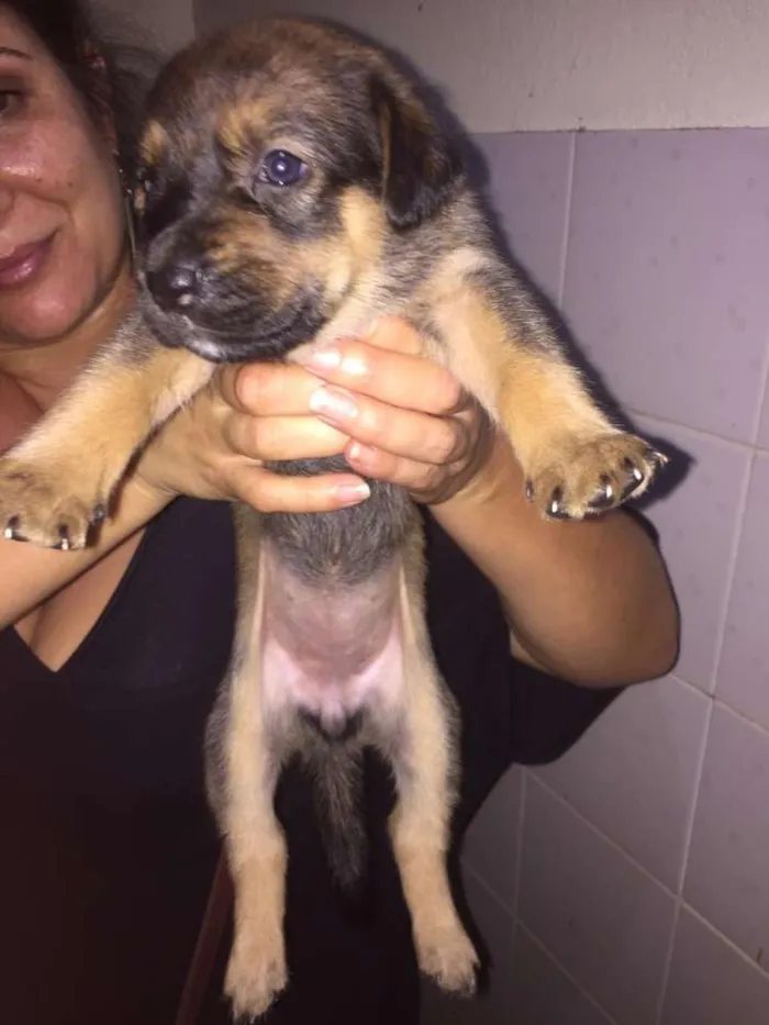 Cachorro ra a Mestiços idade Abaixo de 2 meses nome Filhotes