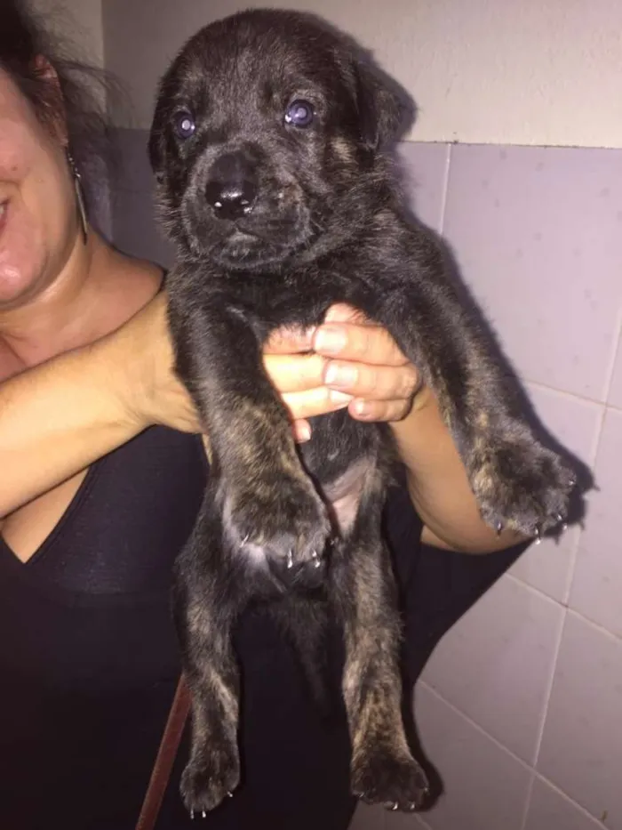 Cachorro ra a Mestiços idade Abaixo de 2 meses nome Filhotes