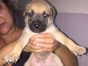 Cachorro raça Mestiços idade Abaixo de 2 meses nome Filhotes