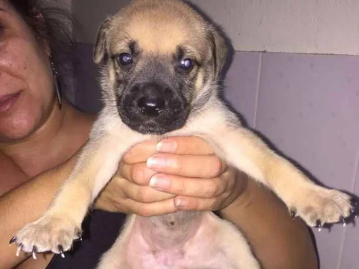 Cachorro ra a Mestiços idade Abaixo de 2 meses nome Filhotes