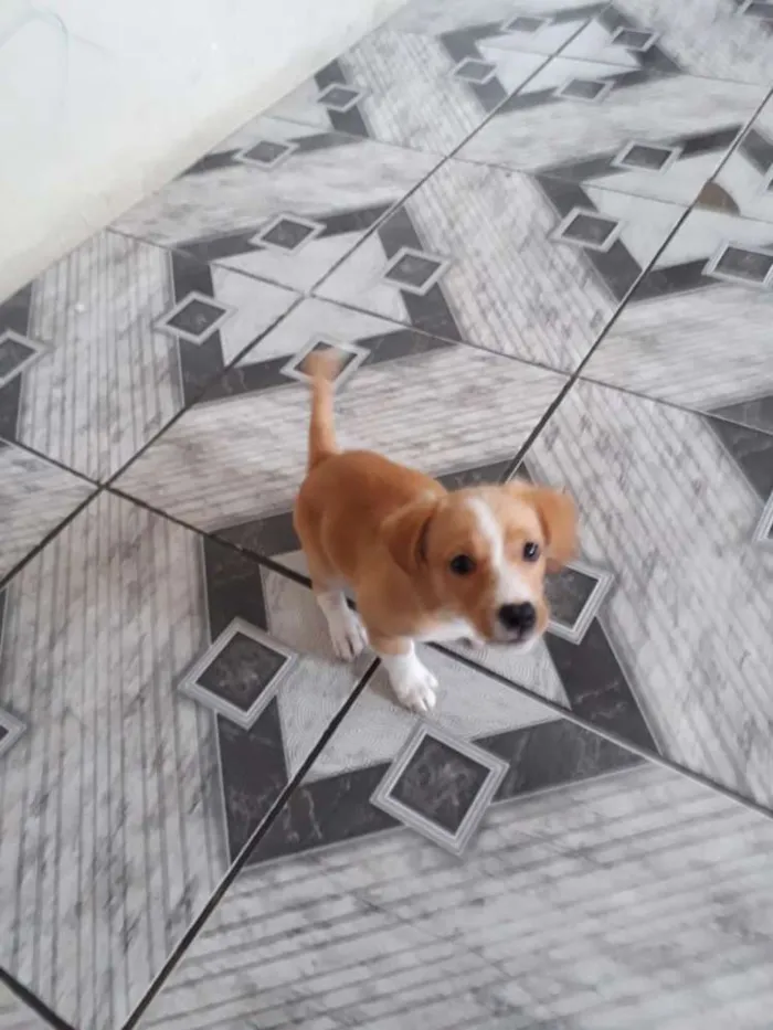 Cachorro ra a Srd idade 2 a 6 meses nome Zoe