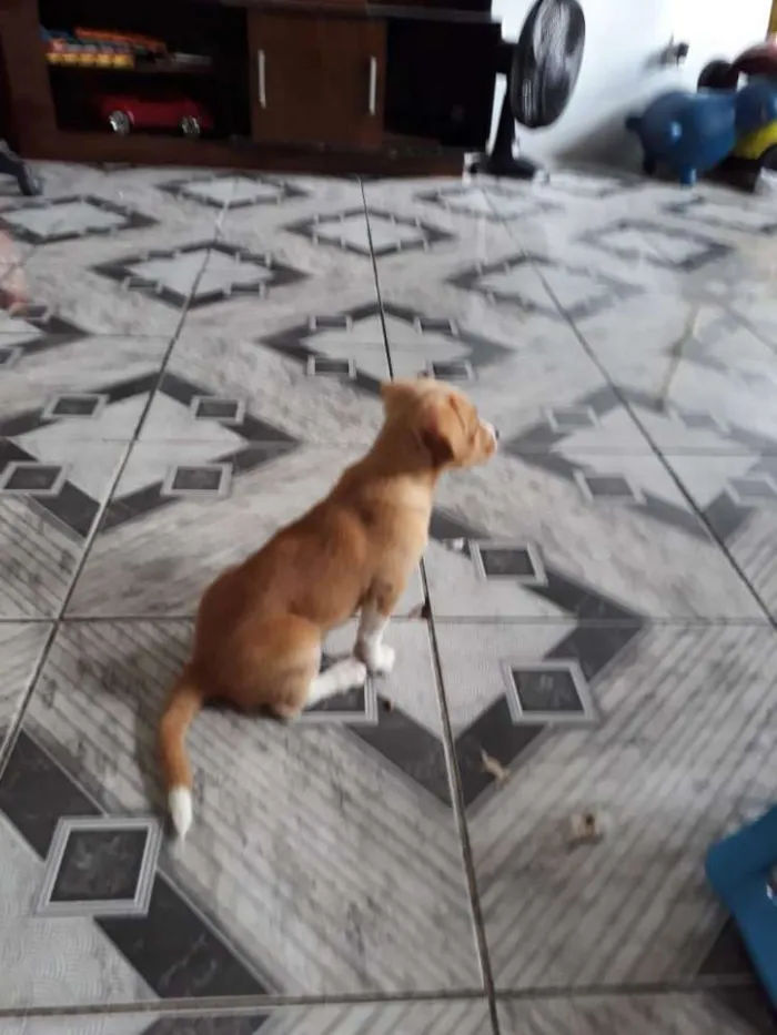 Cachorro ra a Srd idade 2 a 6 meses nome Zoe