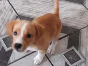 Cachorro raça Srd idade 2 a 6 meses nome Zoe