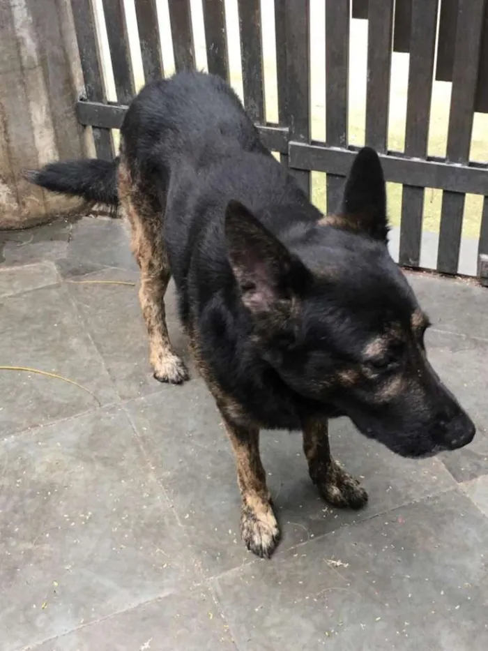 Cachorro ra a Pastor idade 5 anos nome Villy