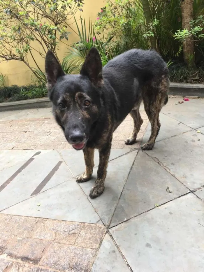 Cachorro ra a Pastor idade 5 anos nome Villy