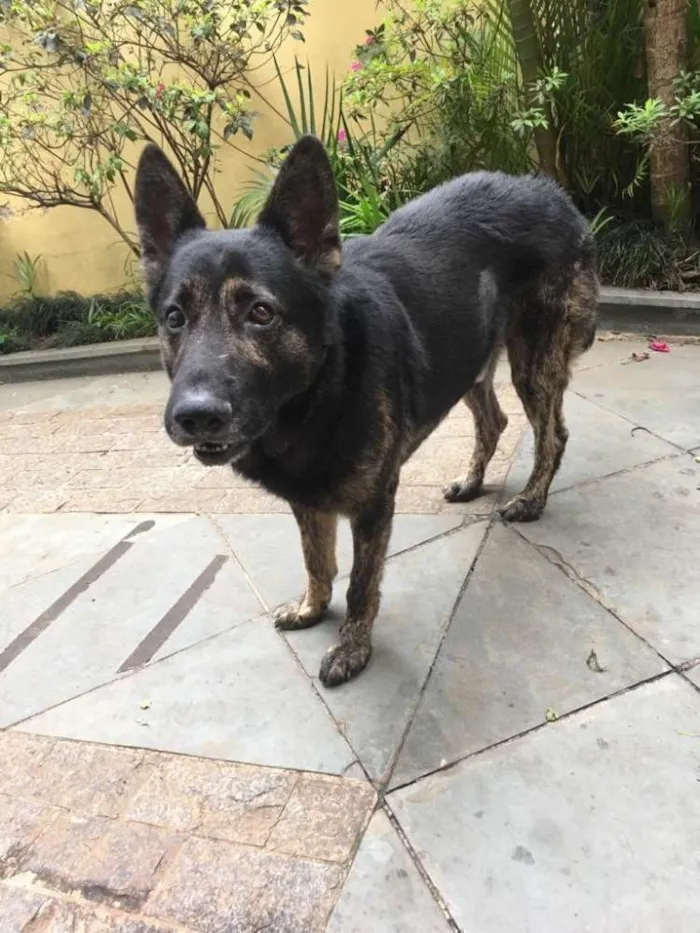 Cachorro ra a Pastor idade 5 anos nome Villy