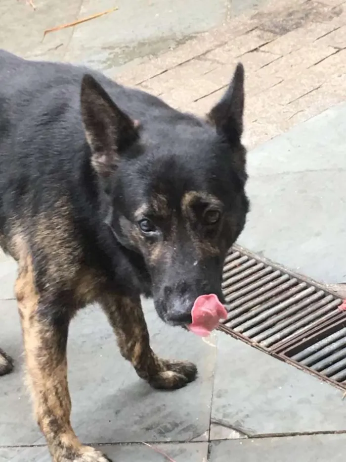 Cachorro ra a Pastor idade 5 anos nome Villy