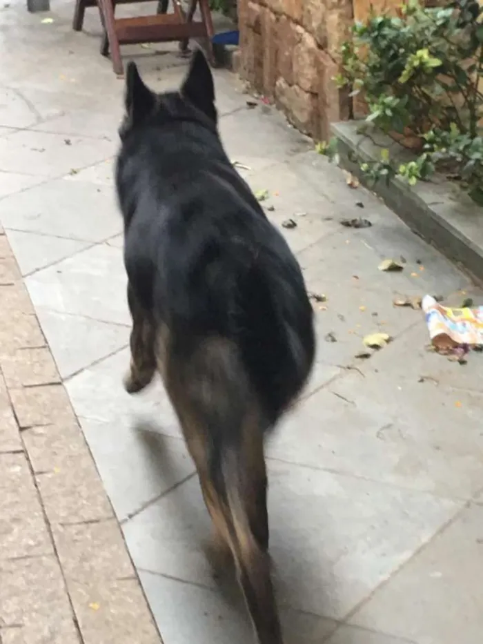 Cachorro ra a Pastor idade 5 anos nome Villy