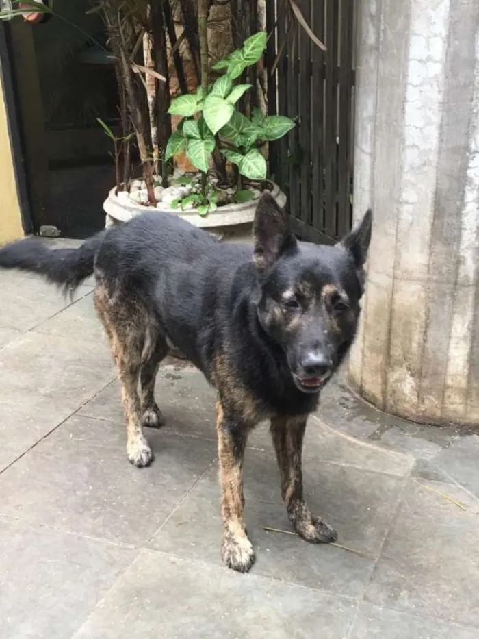 Cachorro ra a Pastor idade 5 anos nome Villy