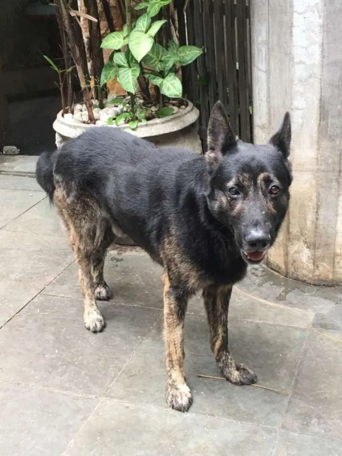 Cachorro ra a Pastor idade 5 anos nome Villy
