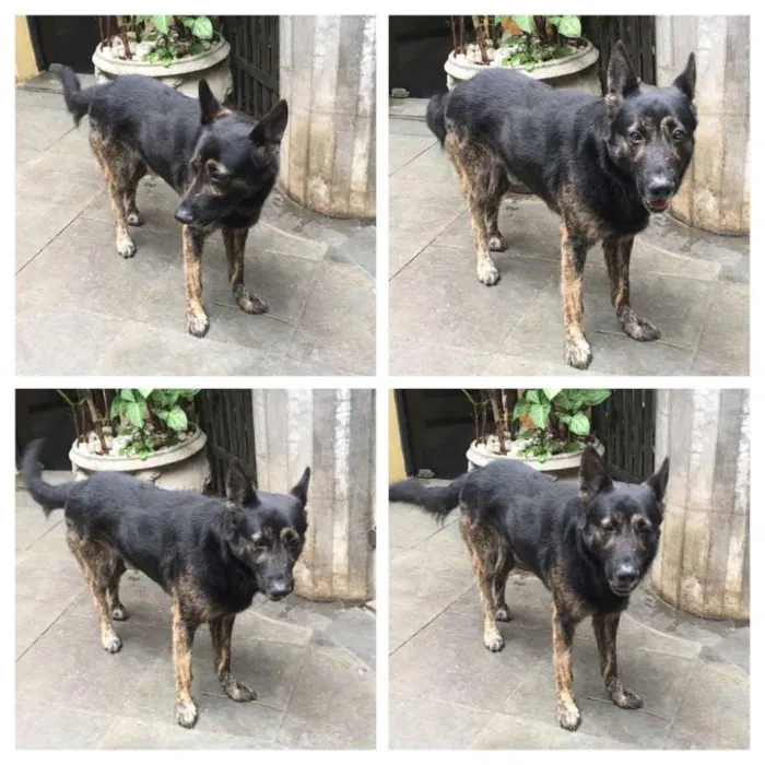 Cachorro ra a Pastor idade 5 anos nome Villy