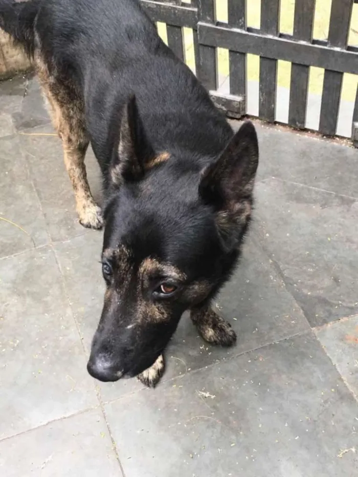 Cachorro ra a Pastor idade 5 anos nome Villy
