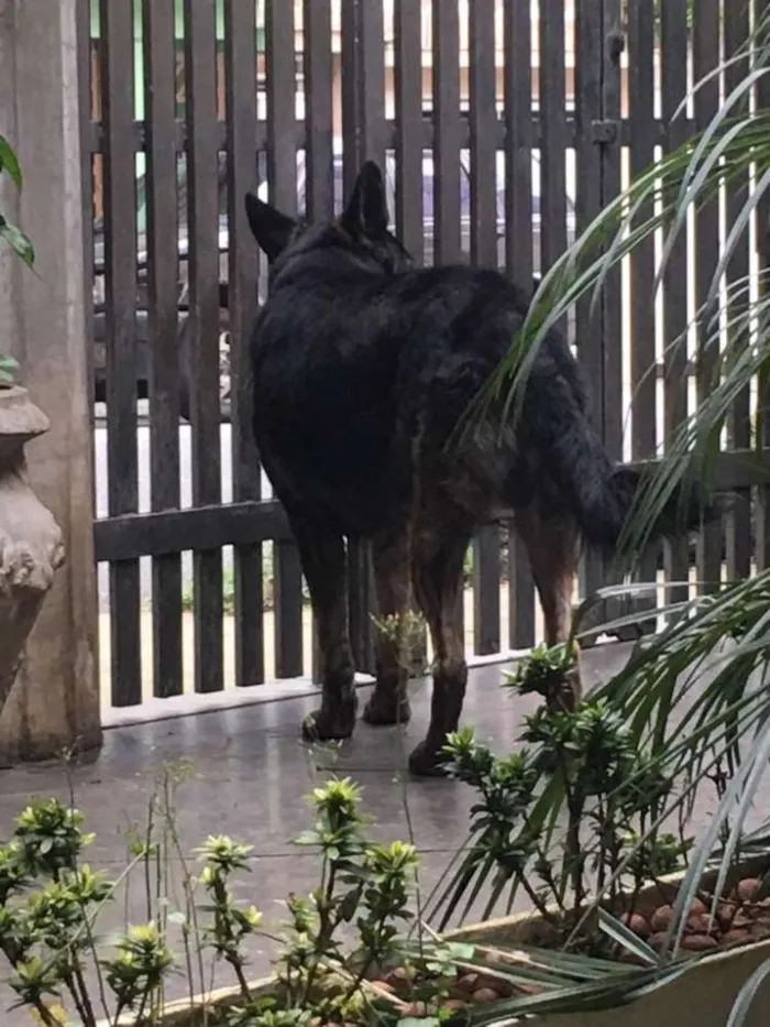 Cachorro ra a Pastor idade 5 anos nome Villy