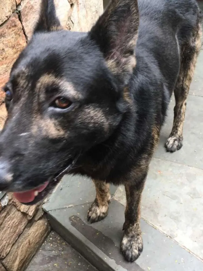 Cachorro ra a Pastor idade 5 anos nome Villy