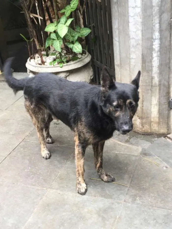 Cachorro ra a Pastor idade 5 anos nome Villy