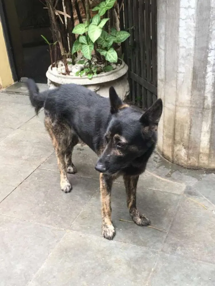 Cachorro ra a Pastor idade 5 anos nome Villy