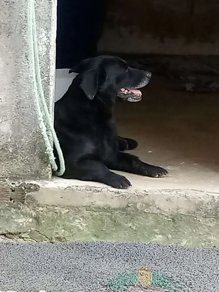 Cachorro ra a Labrador com Vira-lata  idade 6 ou mais anos nome Blek