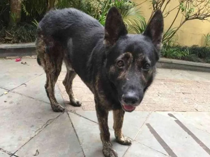 Cachorro ra a Pastor idade 5 anos nome Villy