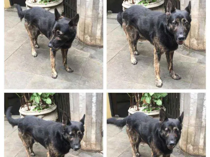 Cachorro ra a Pastor idade 5 anos nome Villy