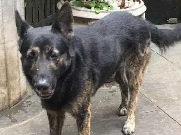 Cachorro ra a Pastor idade 5 anos nome Villy