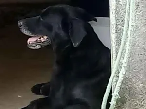 Cachorro raça Labrador com Vira-lata  idade 6 ou mais anos nome Blek