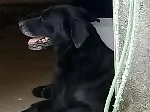Cachorro ra a Labrador com Vira-lata  idade 6 ou mais anos nome Blek