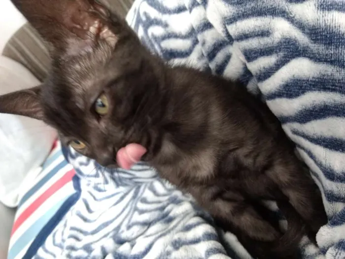 Gato ra a Srd idade 2 a 6 meses nome Feijoada