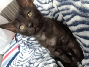 Gato raça Srd idade 2 a 6 meses nome Feijoada