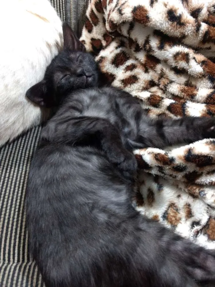 Gato ra a Srd idade 2 a 6 meses nome Feijoada