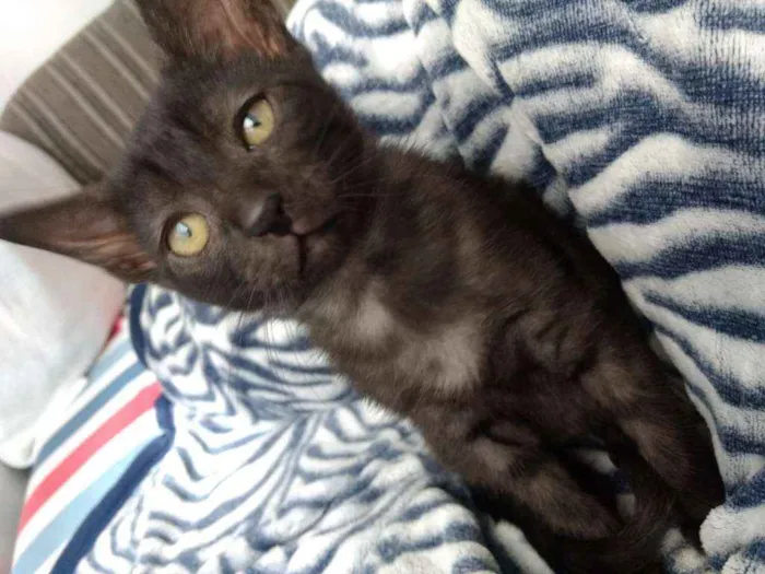 Gato ra a Srd idade 2 a 6 meses nome Feijoada