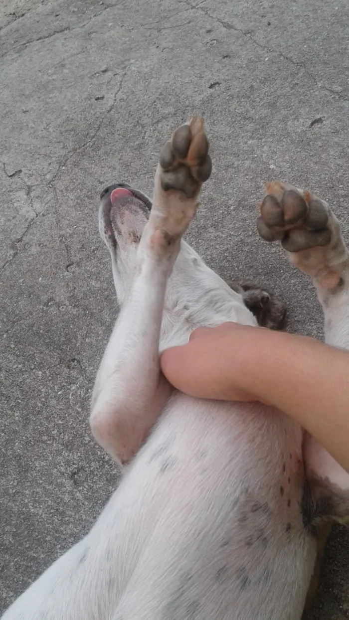 Cachorro raça sem raça idade 7 a 11 meses nome Menina