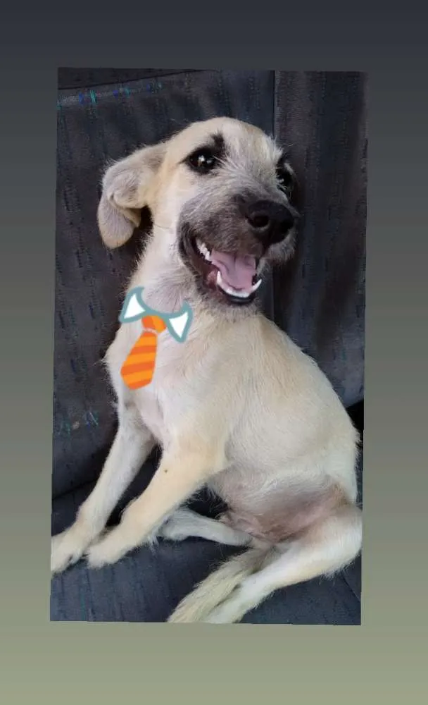 Cachorro ra a Desconhecida idade 2 a 6 meses nome Sem nome