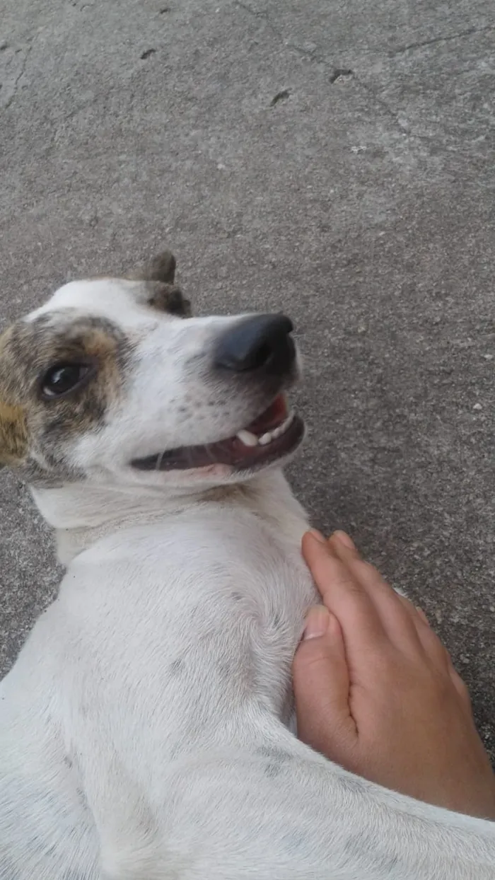 Cachorro raça sem raça idade 7 a 11 meses nome Menina
