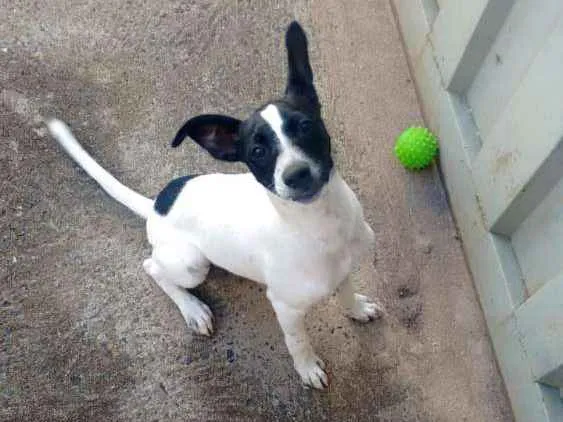 Cachorro raça Vira lata idade 2 a 6 meses nome Romeu 