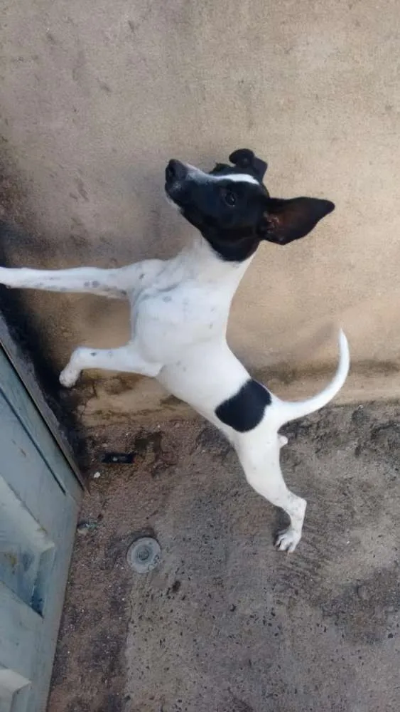 Cachorro raça Vira lata idade 2 a 6 meses nome Romeu 
