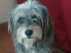 Cachorro raça York share misturado vira-lata idade 2 anos nome Bily