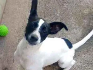Cachorro raça Vira lata idade 2 a 6 meses nome Romeu 