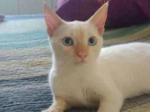 Gato raça SRD idade 2 a 6 meses nome Mike