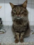 Catarina e Petrukio
