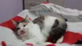 Catarina e Petrukio