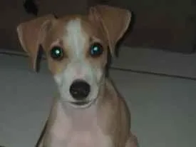 Cachorro raça SRD idade 2 a 6 meses nome Fred